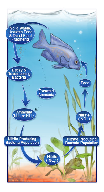 The Nitrogen Cycle